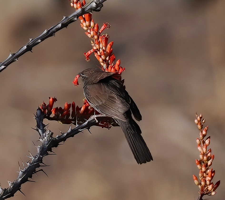 Five-striped Sparrow - ML635379341
