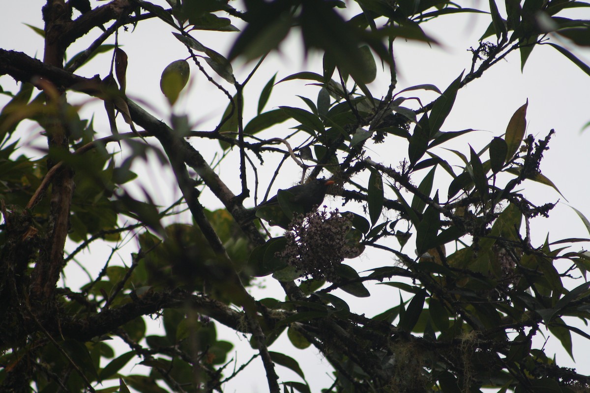 Reunion Bulbul - ML635379385