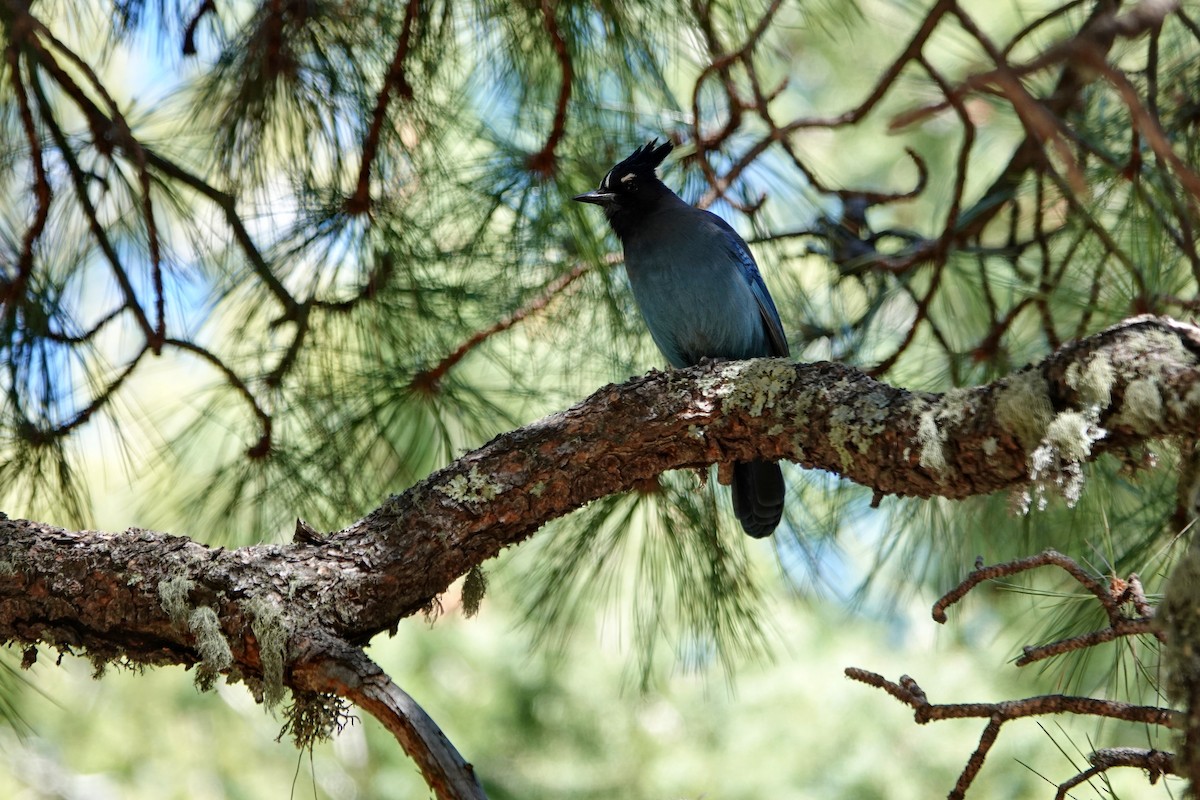 Steller's Jay - ML635379393