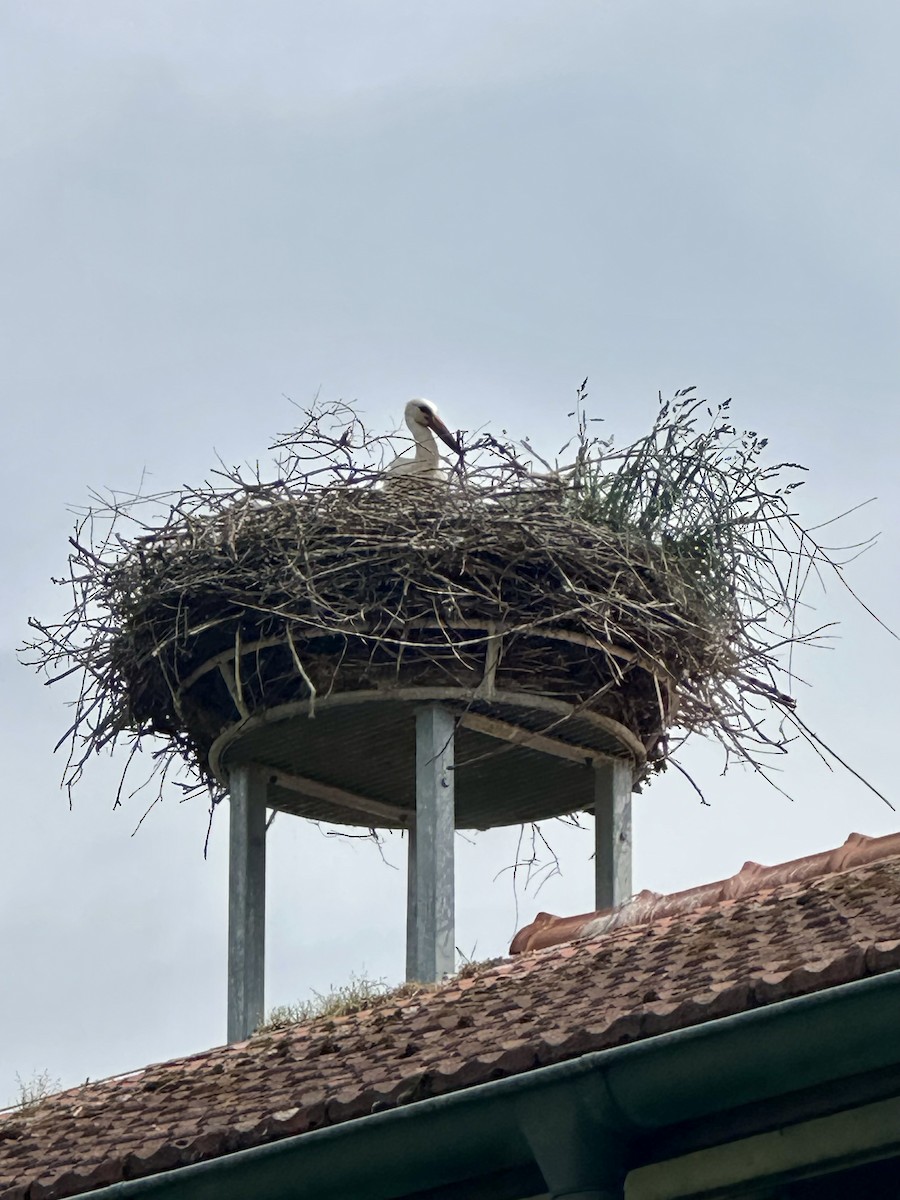 White Stork - ML635379462