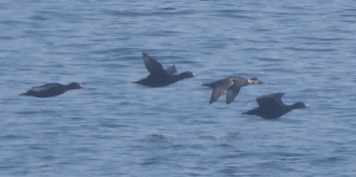 Common Scoter - ML635379535