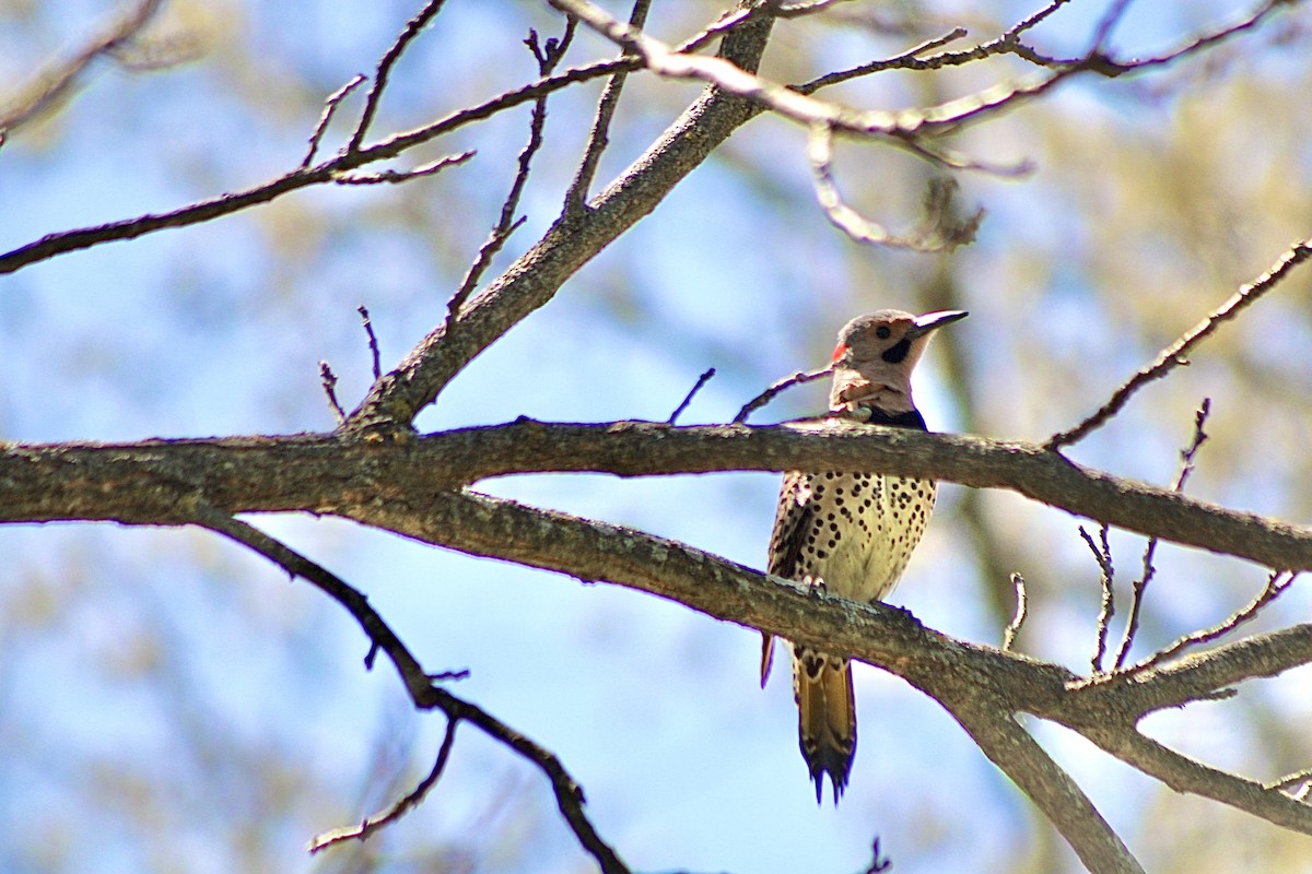 Northern Flicker - ML635379536