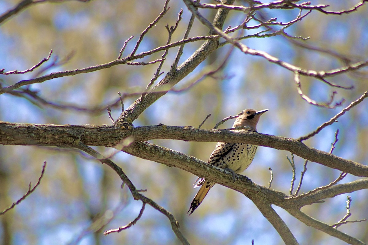 Northern Flicker - ML635379537