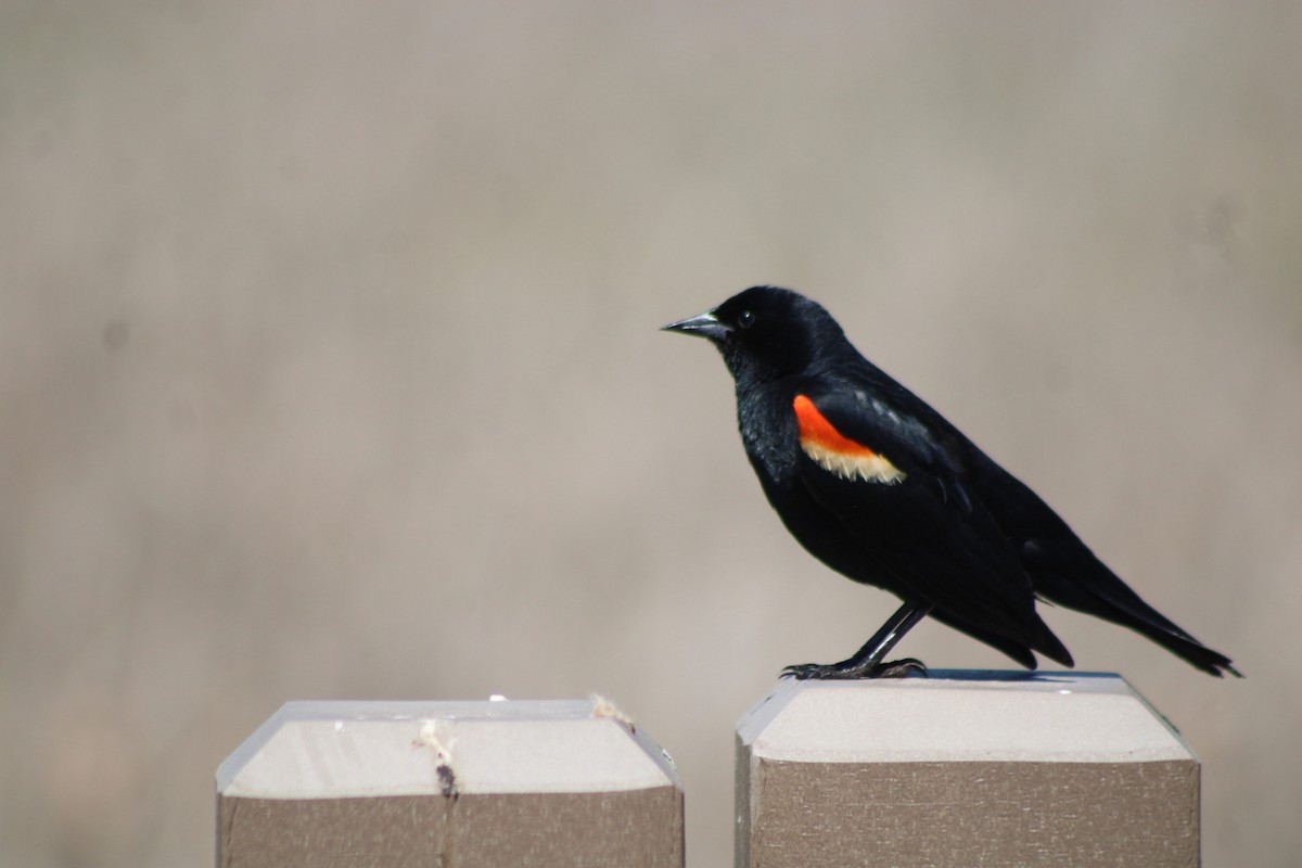 Red-winged Blackbird - ML635379551