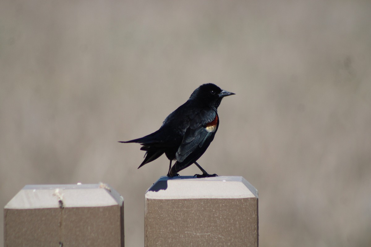 Red-winged Blackbird - ML635379552