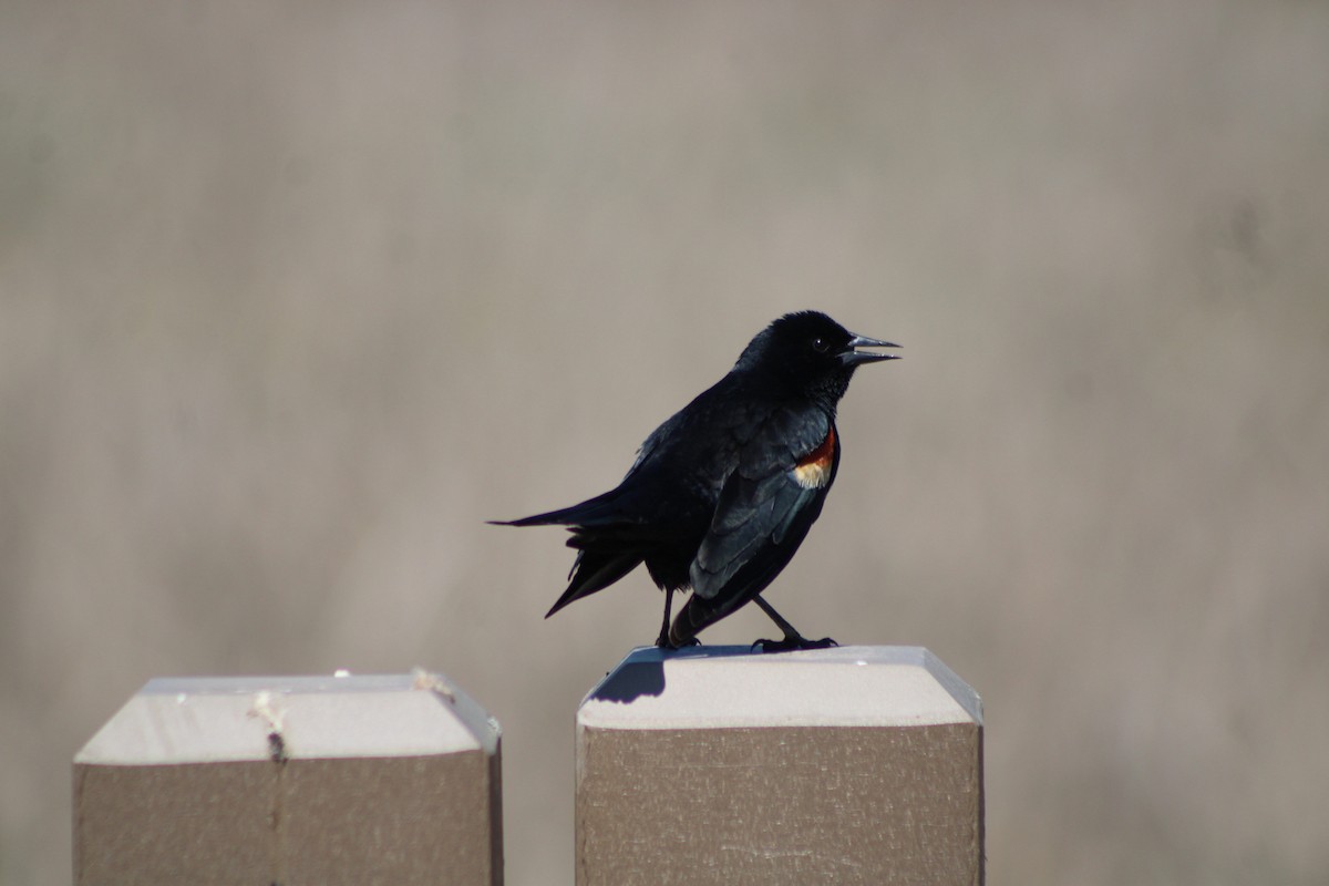 Red-winged Blackbird - ML635379553