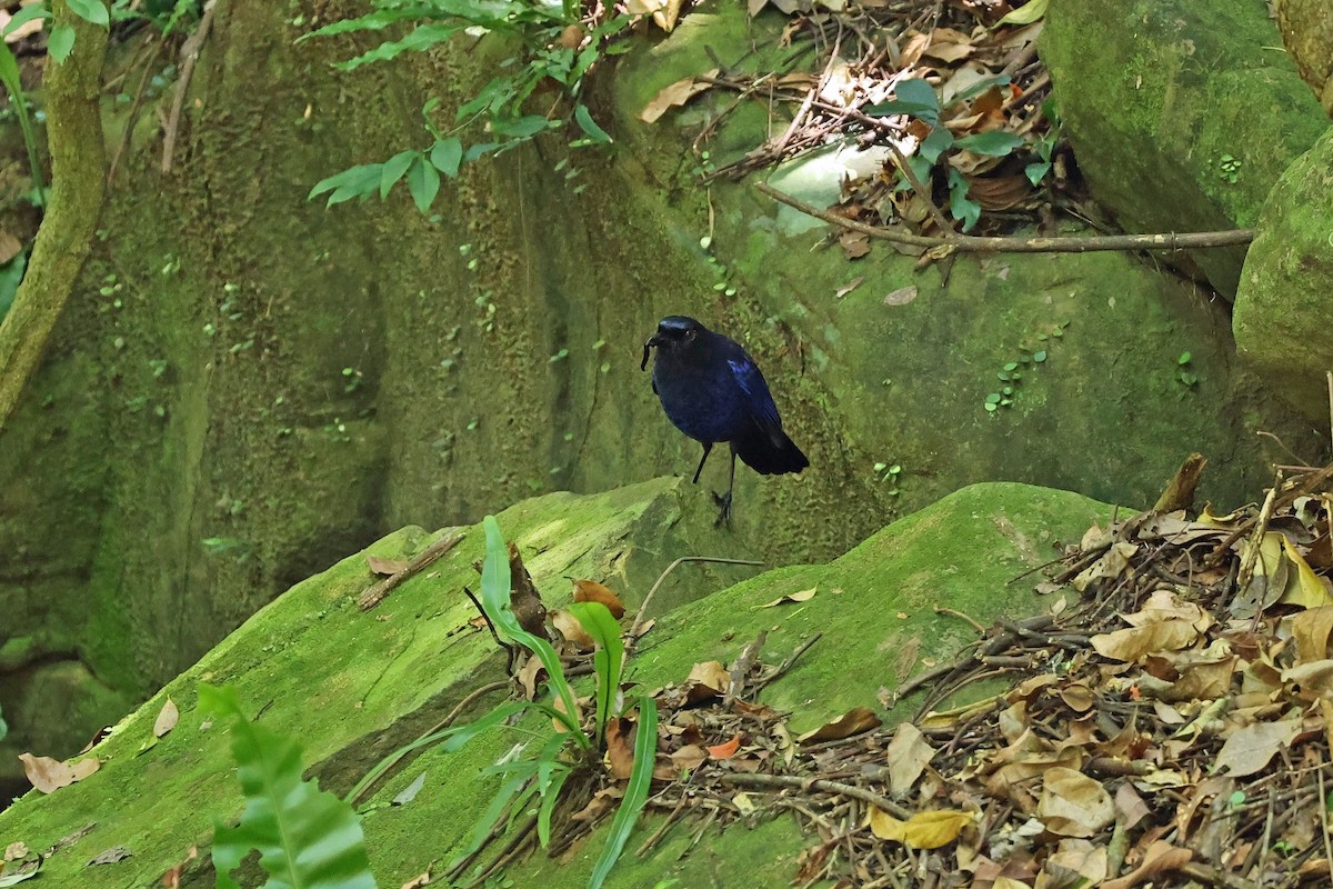 Taiwan Whistling-Thrush - ML635379555