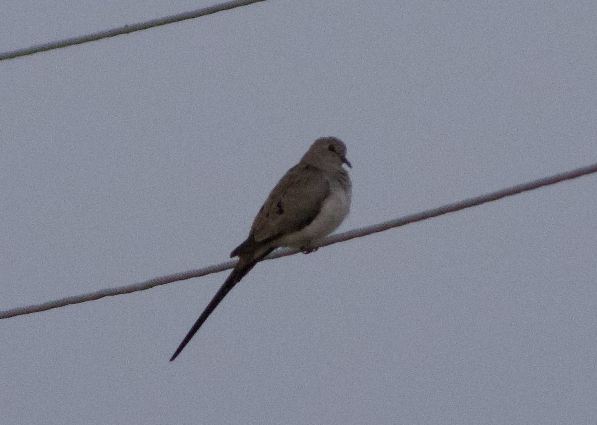 hrdlička kapská - ML635379572