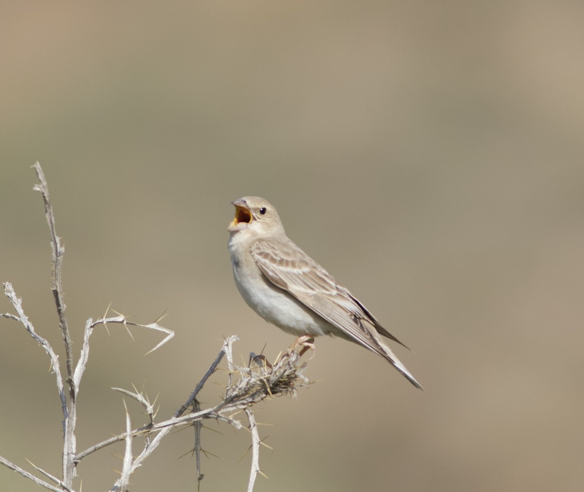 vrabec plavý - ML635379588