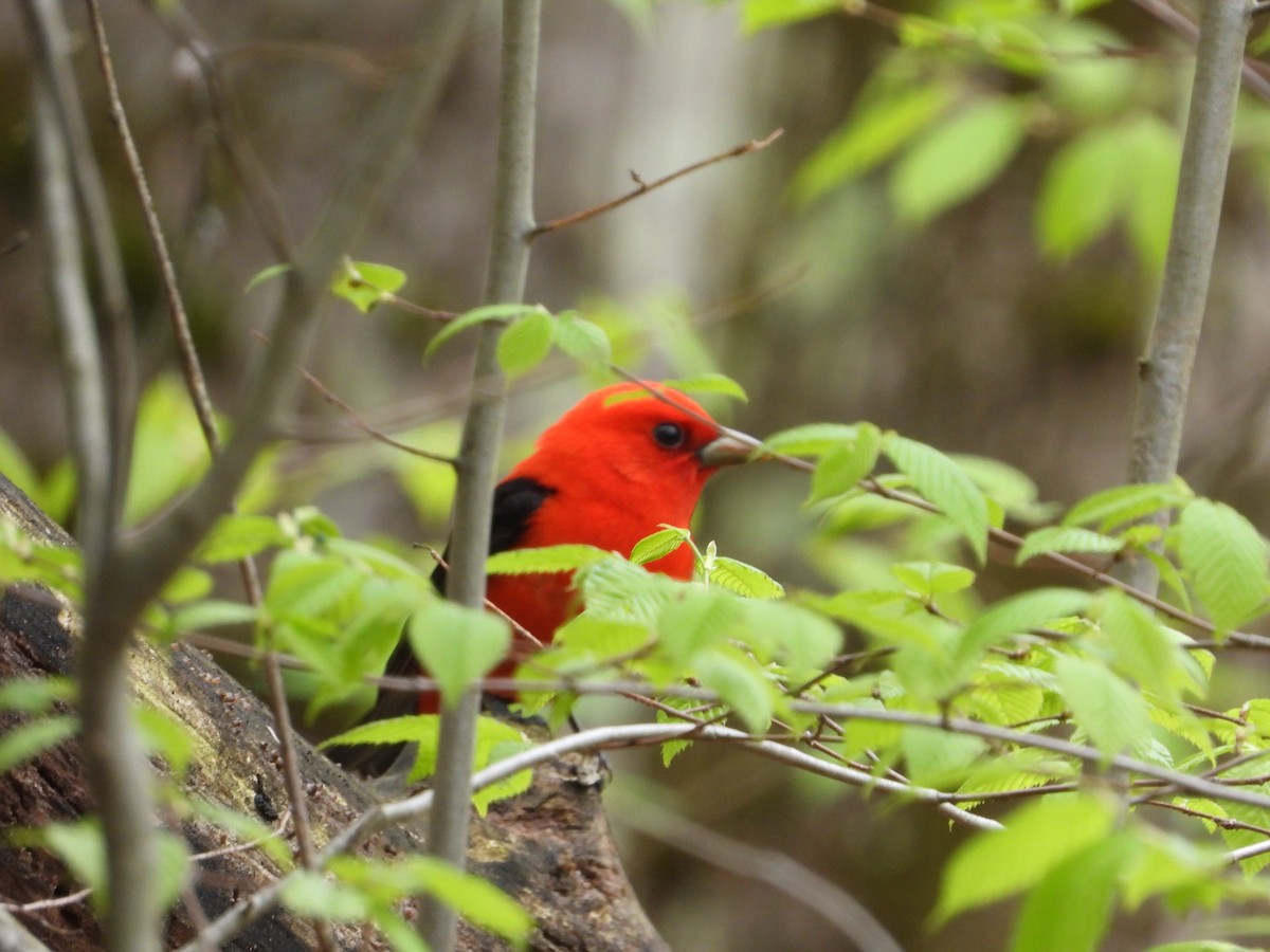 Scarlet Tanager - ML635379689