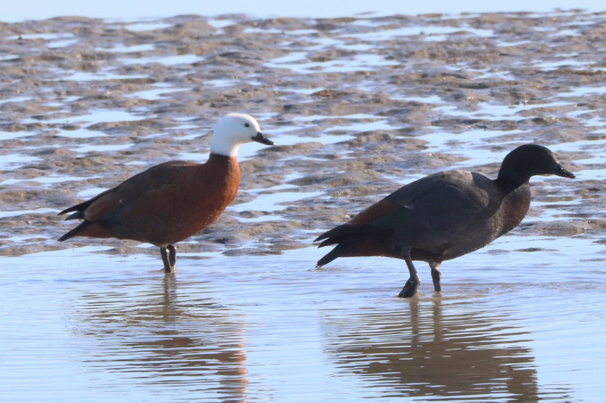 Paradiesgans - ML635379708