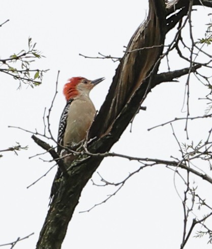Red-bellied Woodpecker - ML635379734