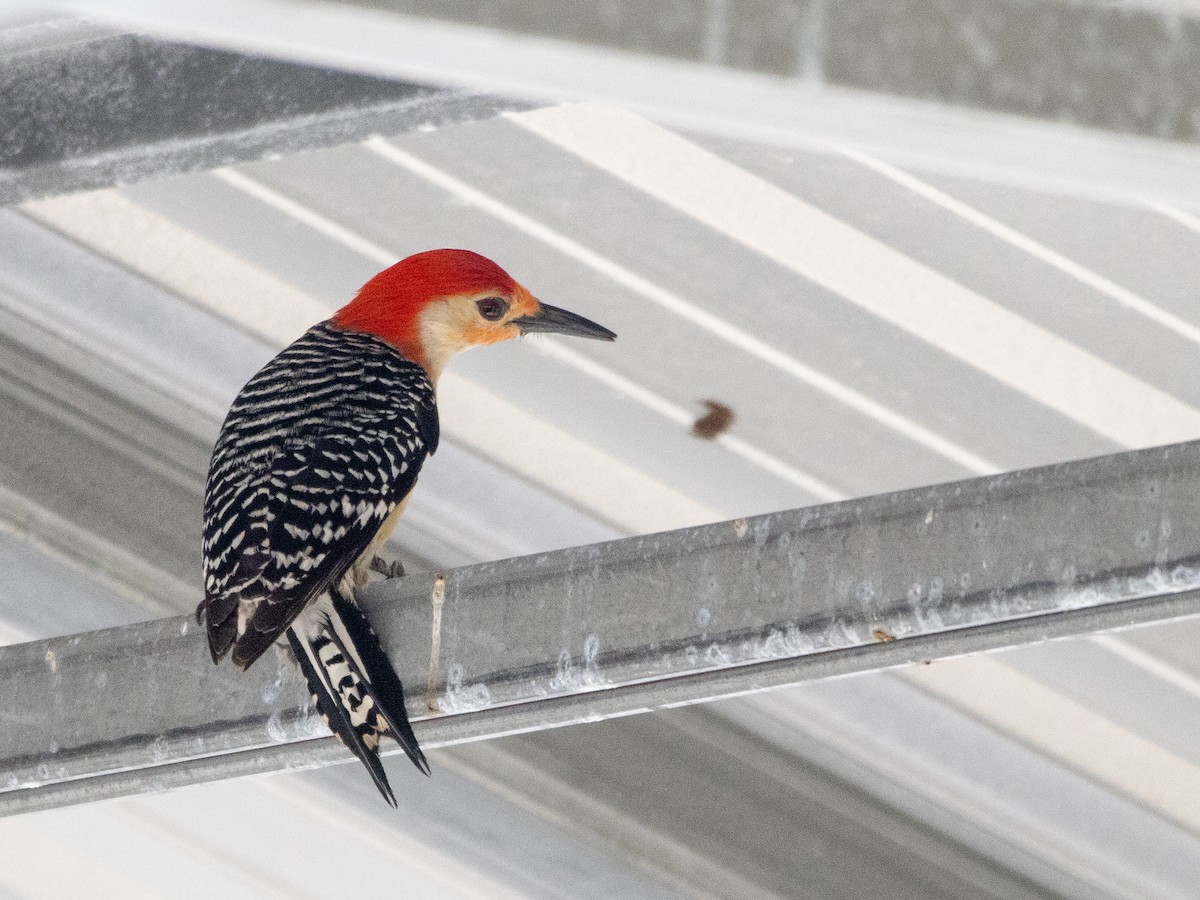 Red-bellied Woodpecker - ML635379760