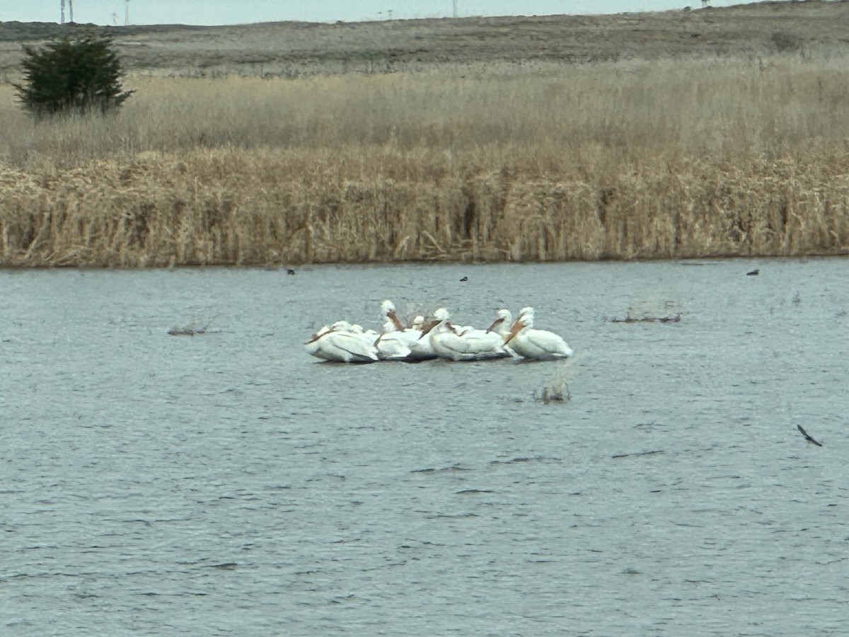American White Pelican - ML635379802
