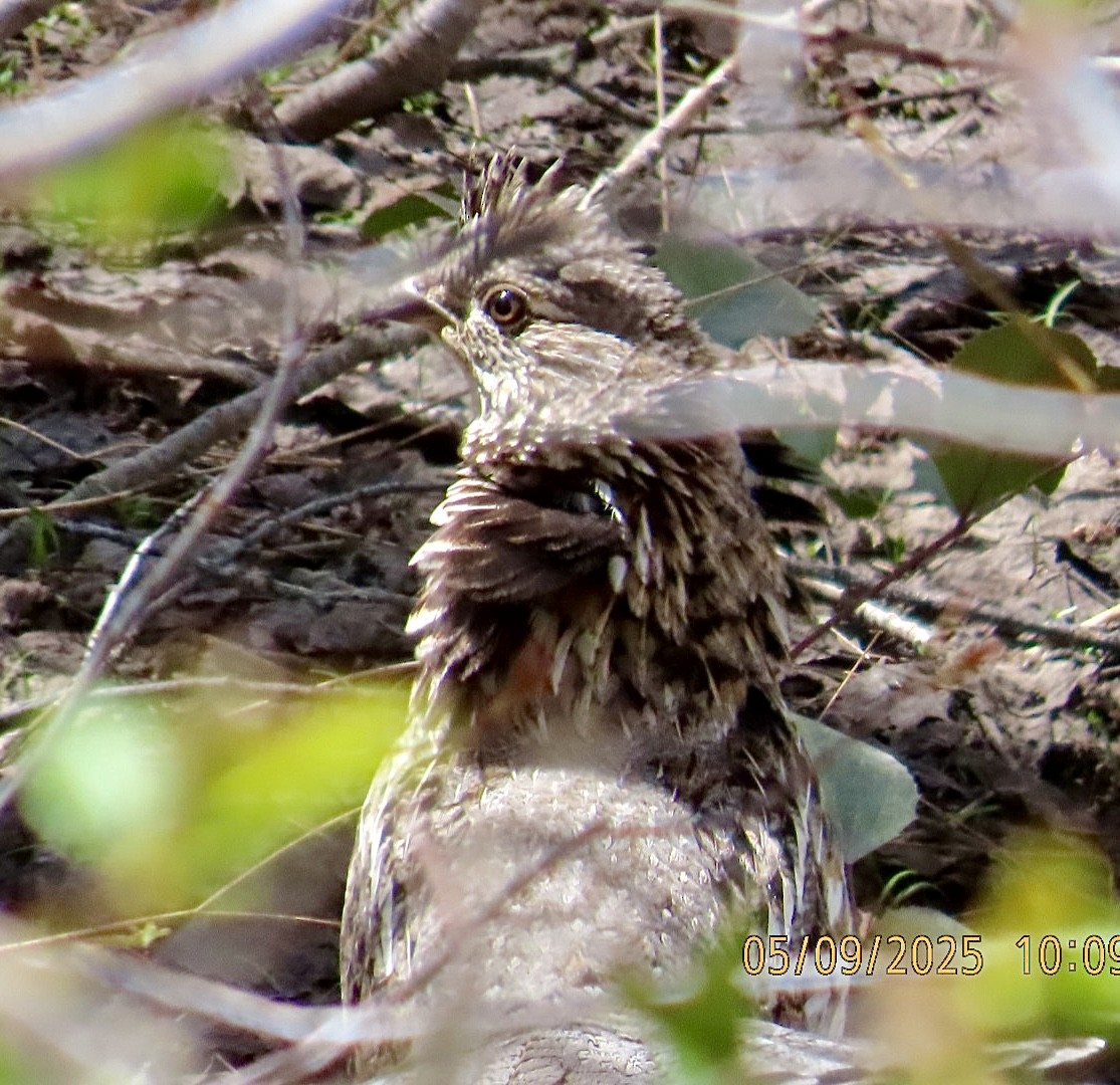 Ruffed Grouse - ML635379866