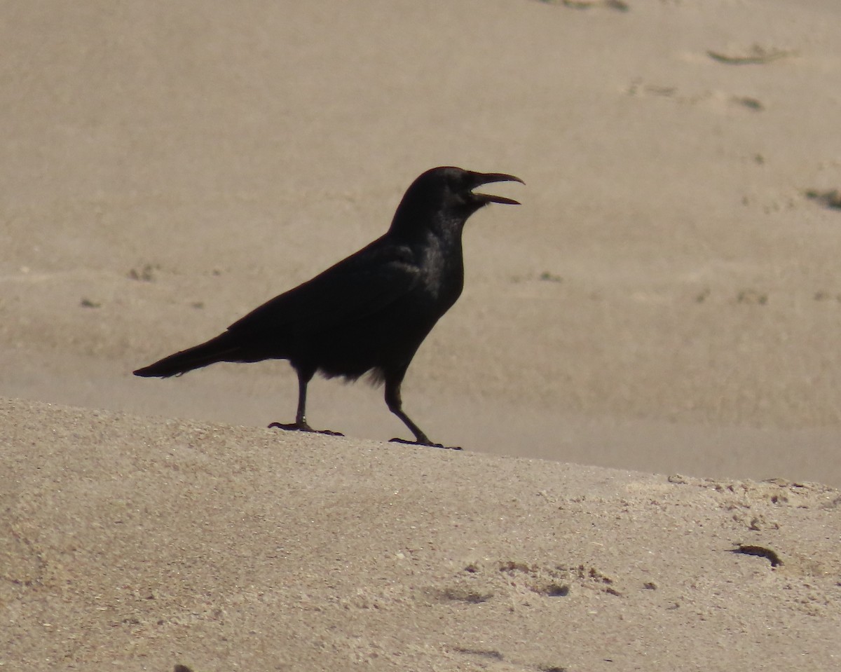 Fish Crow - ML635379914