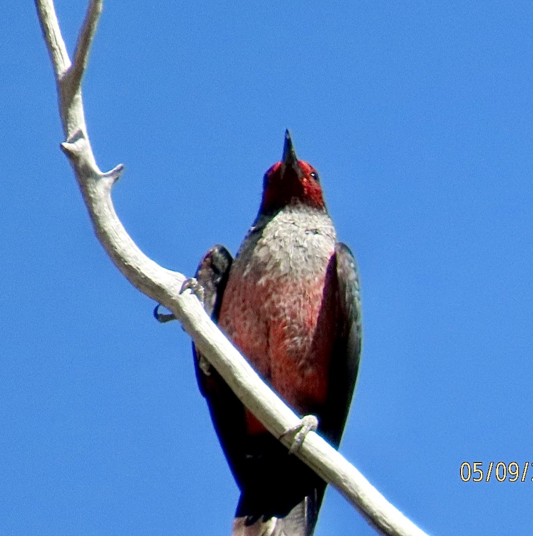 Lewis's Woodpecker - ML635379939