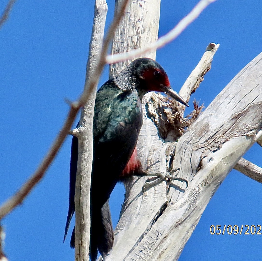 Lewis's Woodpecker - ML635379940
