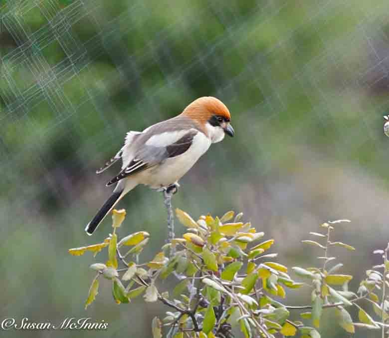 Woodchat Shrike - ML635380019