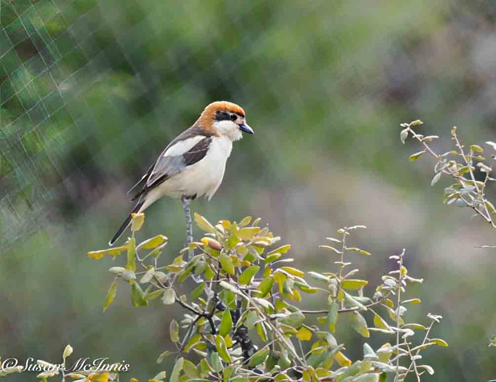 Woodchat Shrike - ML635380058