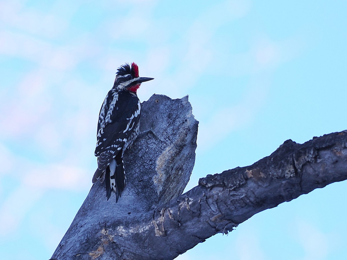 Red-naped Sapsucker - ML635380064