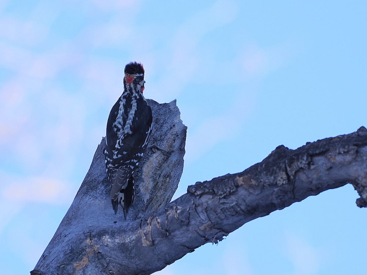 Red-naped Sapsucker - ML635380065