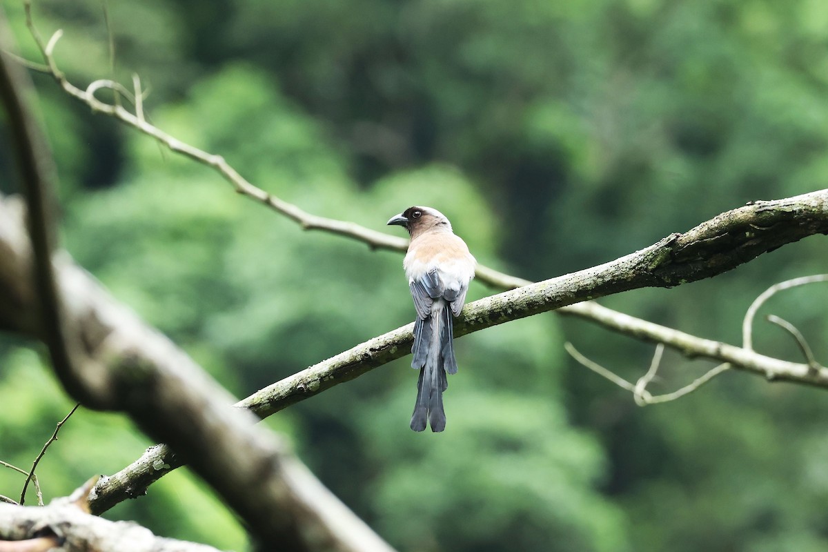 Gray Treepie - ML635380129