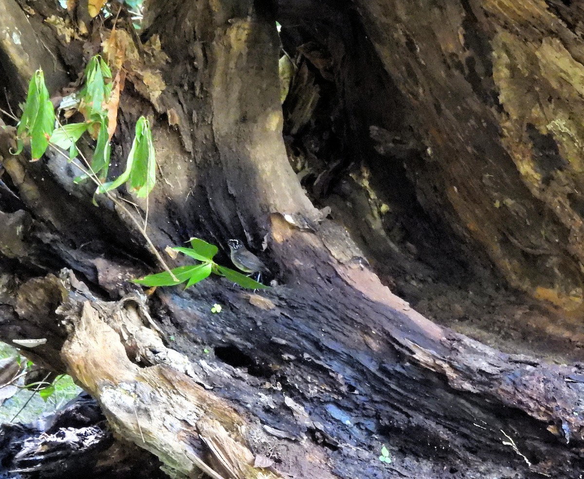 White-breasted Wood-Wren - ML635380411