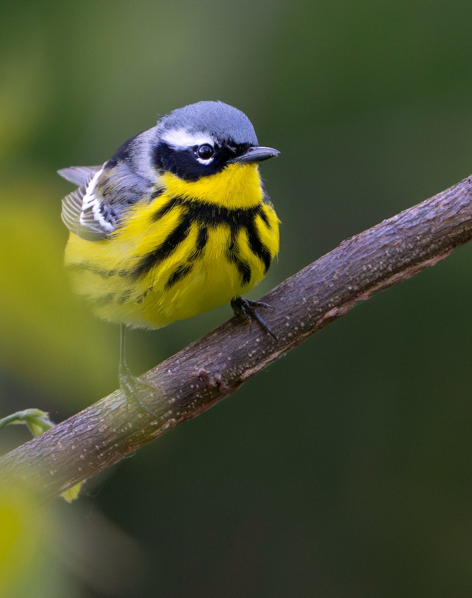 Magnolia Warbler - ML635380420