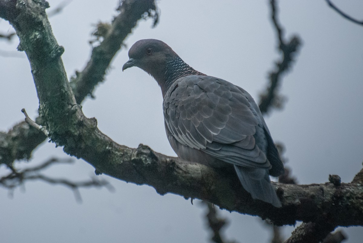 Pikazuro Güvercini - ML635380490