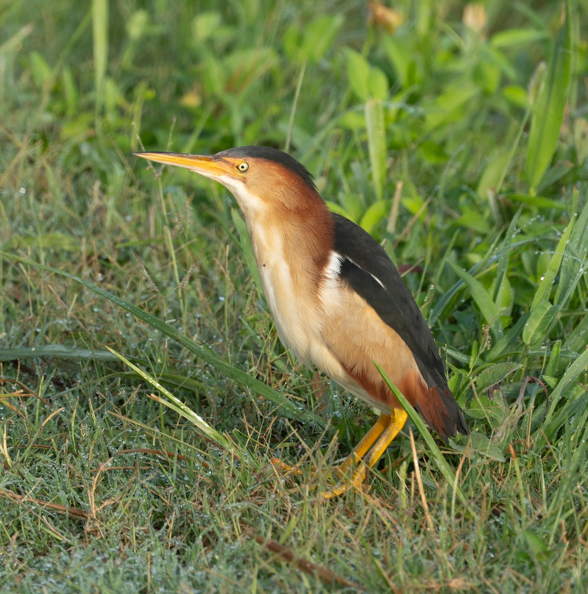 Least Bittern - ML635380588