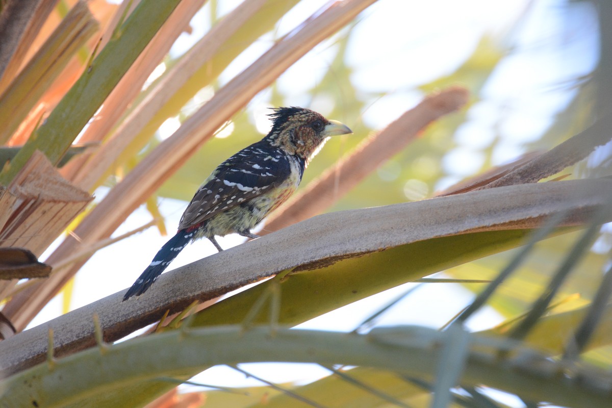 Crested Barbet - ML635380642