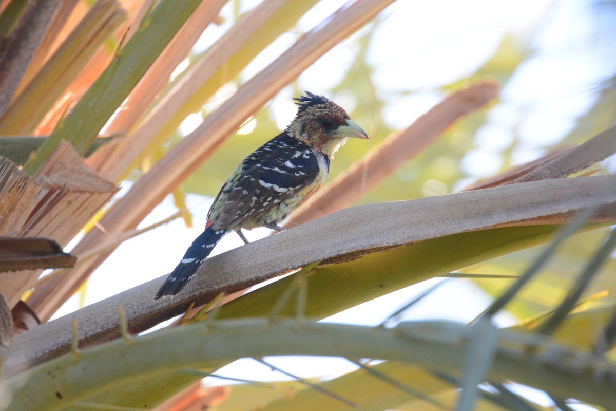 Crested Barbet - ML635380643