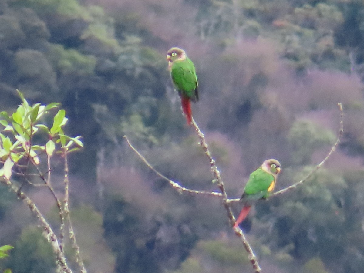 Brown-breasted Parakeet - ML635380664
