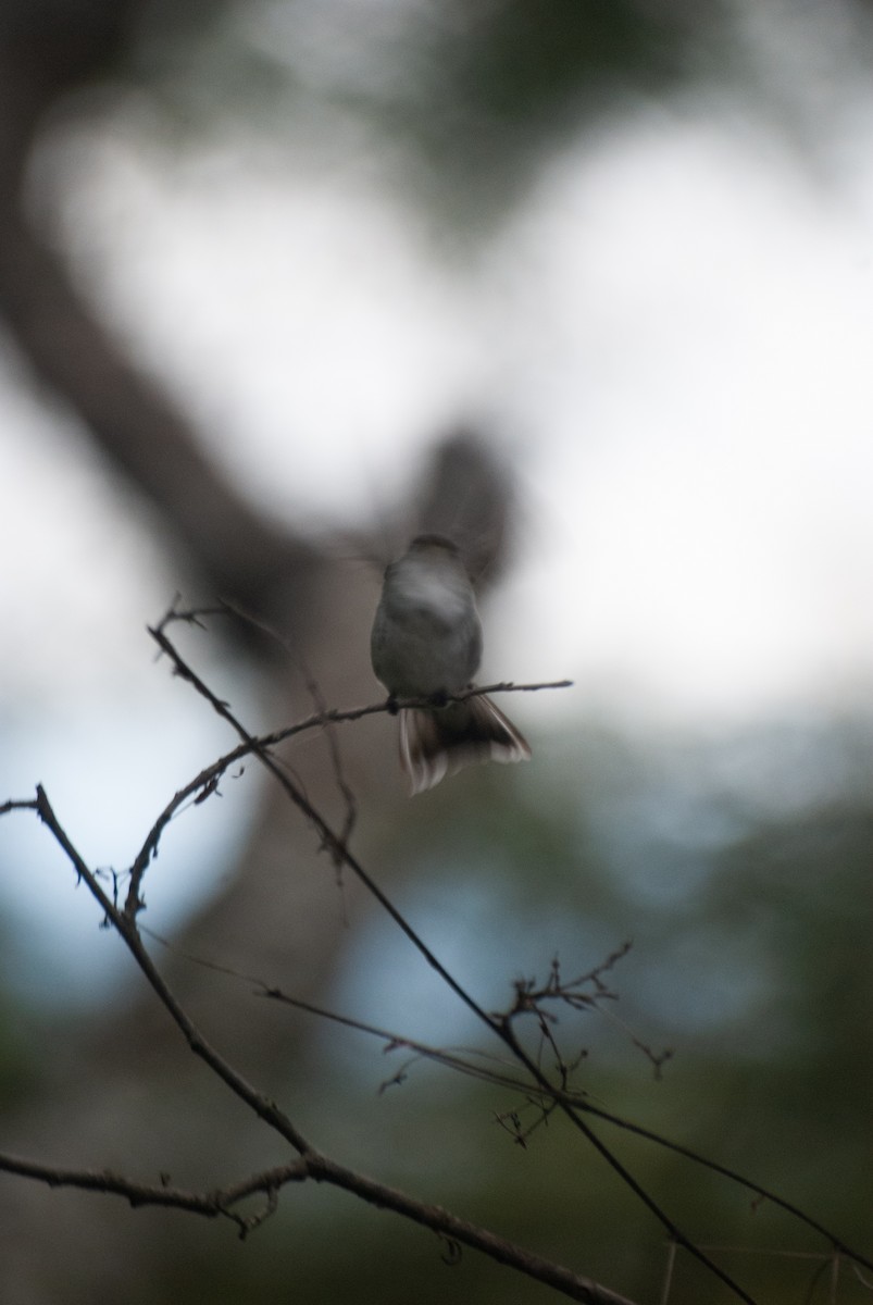 White-bellied Hummingbird - ML635380671