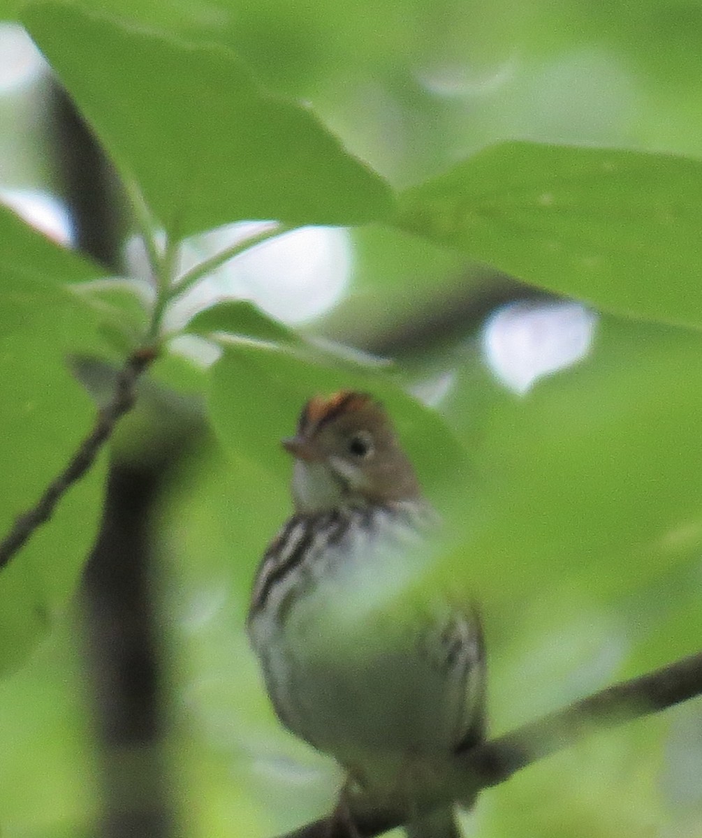 Ovenbird - ML635380690