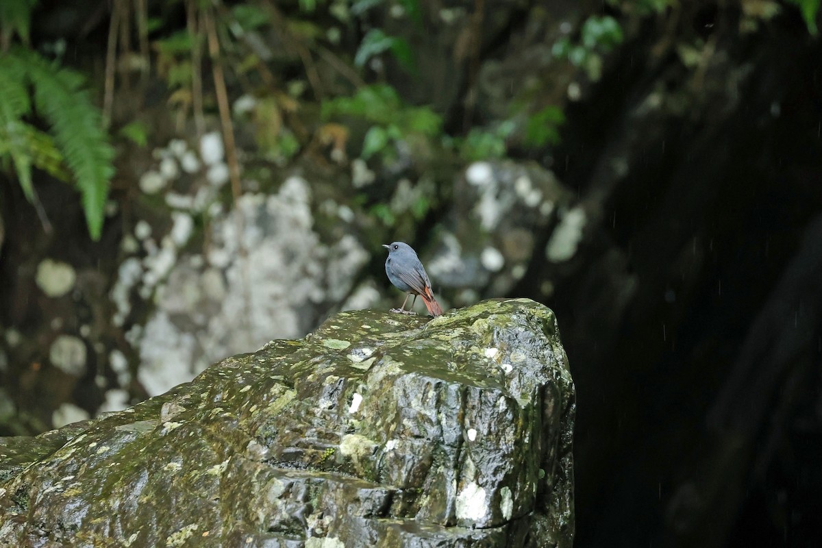 Plumbeous Redstart - ML635380726