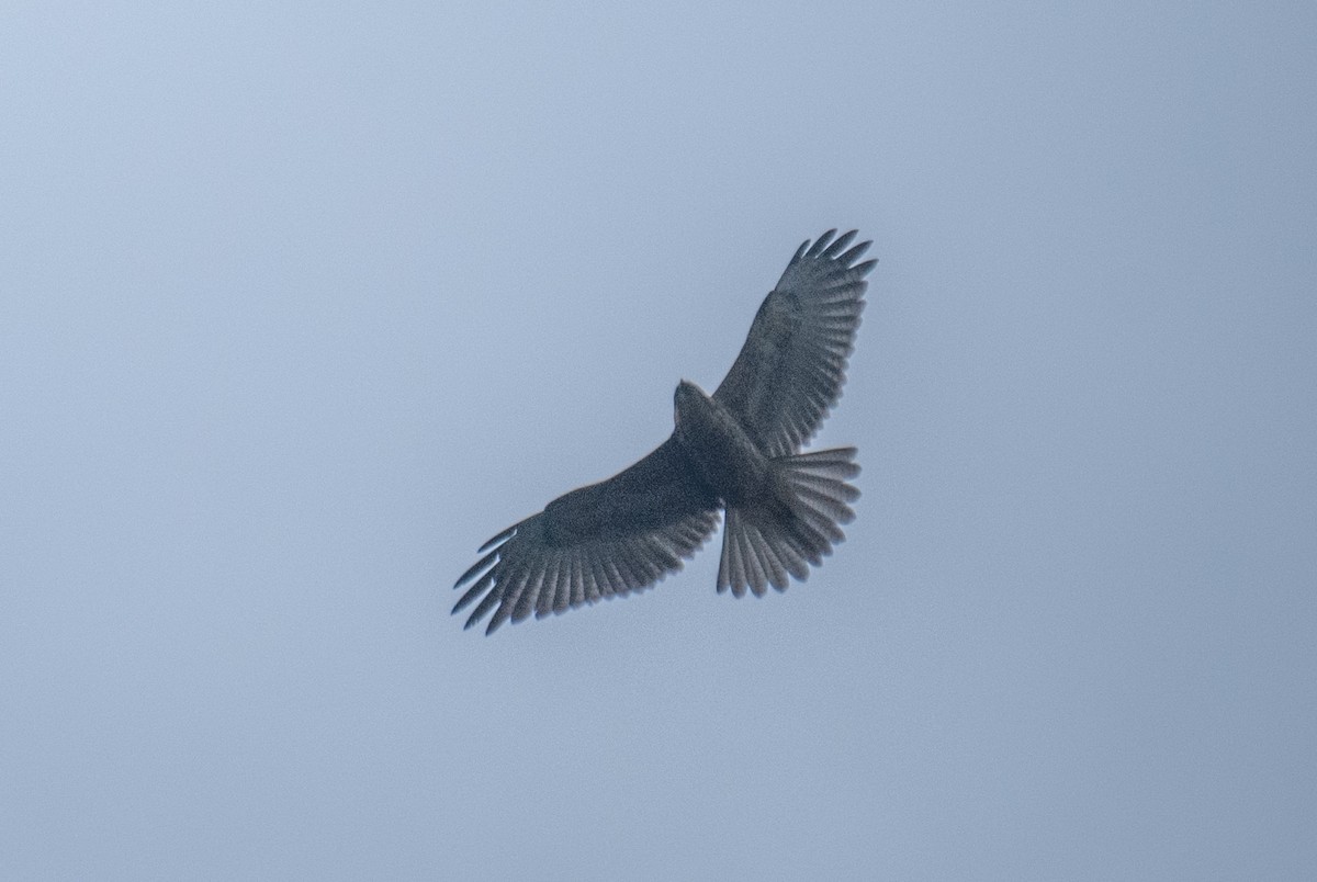 Variable Hawk - ML635380772