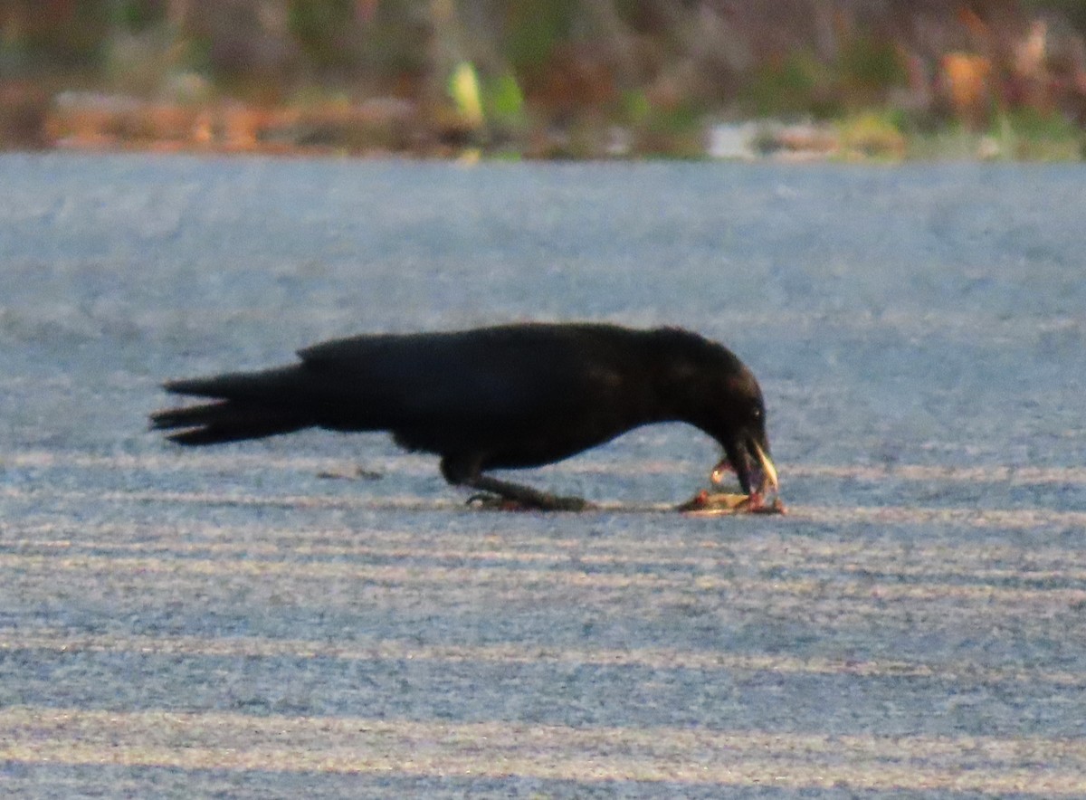 Fish Crow - ML635380795
