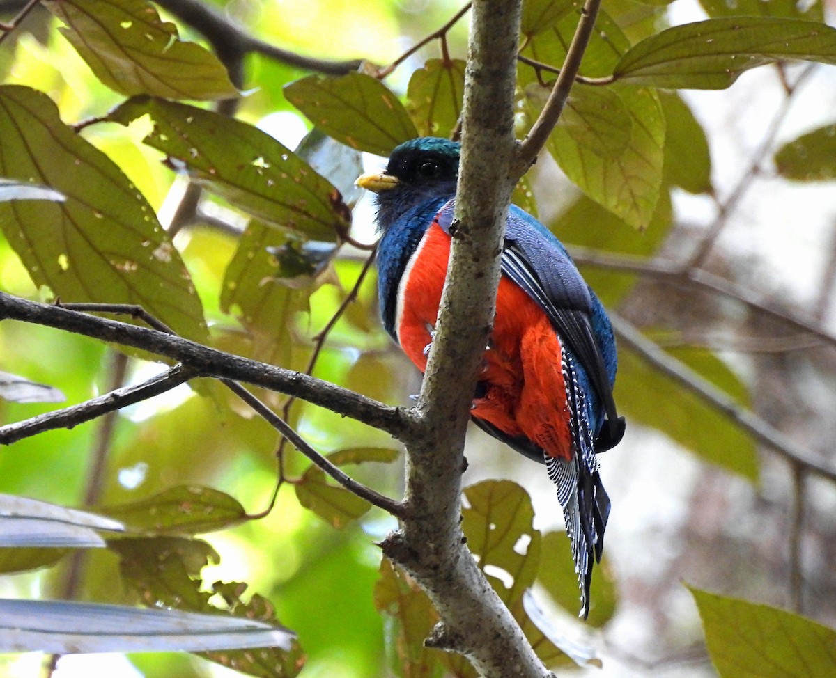 Collared Trogon - ML635380805