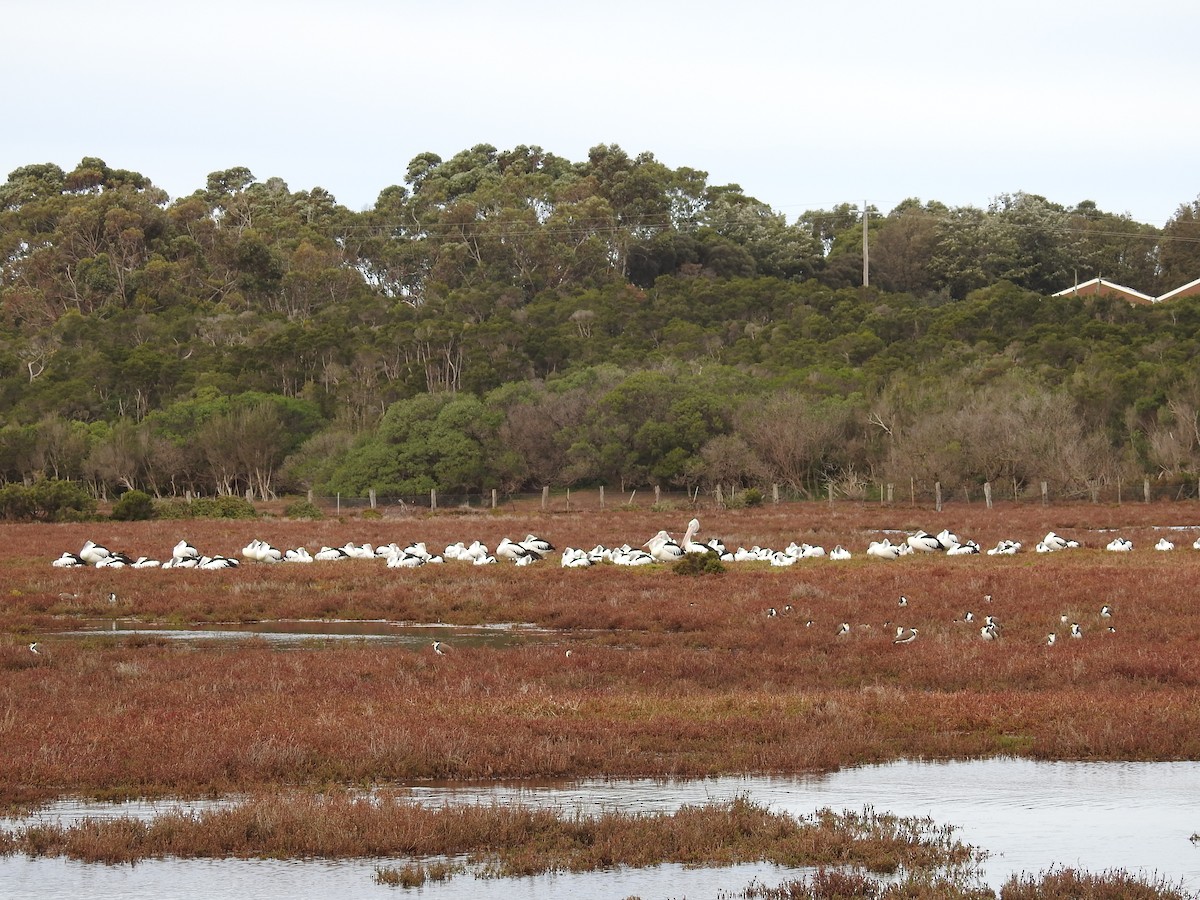 Australian Pelican - Ken Crawley