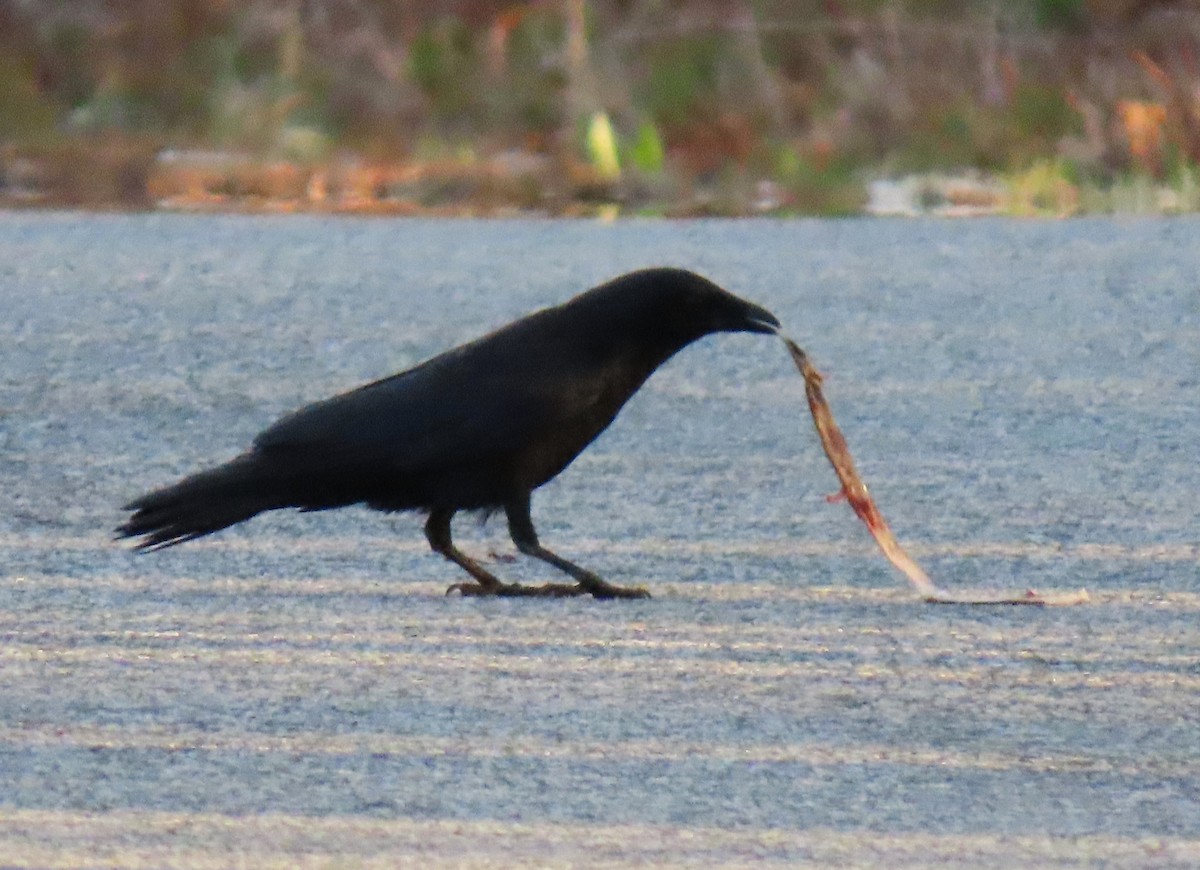 Fish Crow - ML635380810