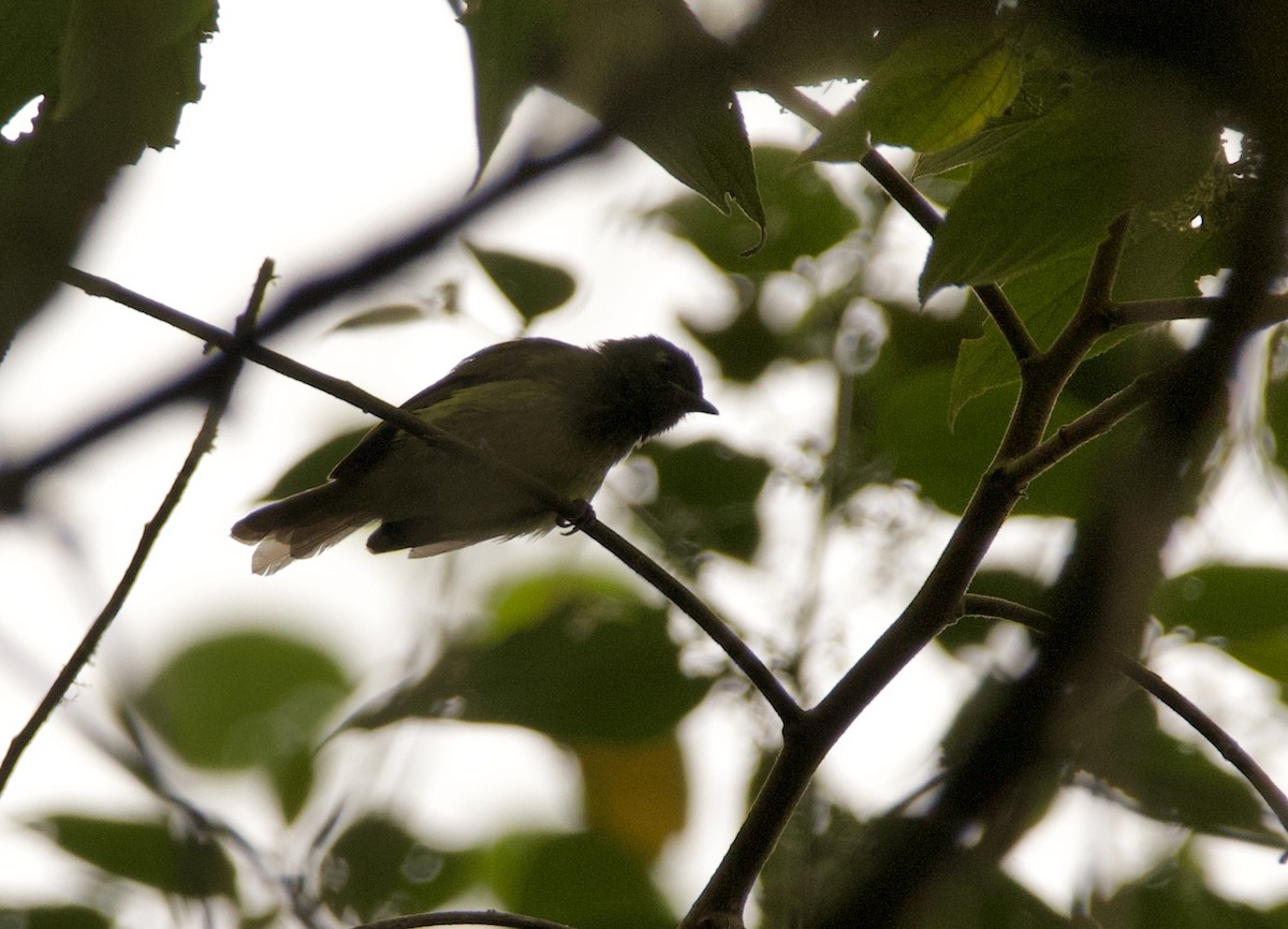 Streak-necked Flycatcher - ML635380834