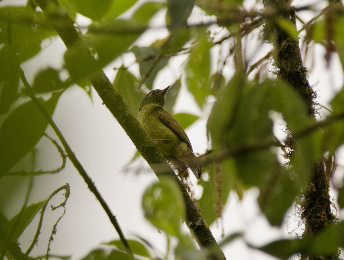 Streak-necked Flycatcher - ML635380835