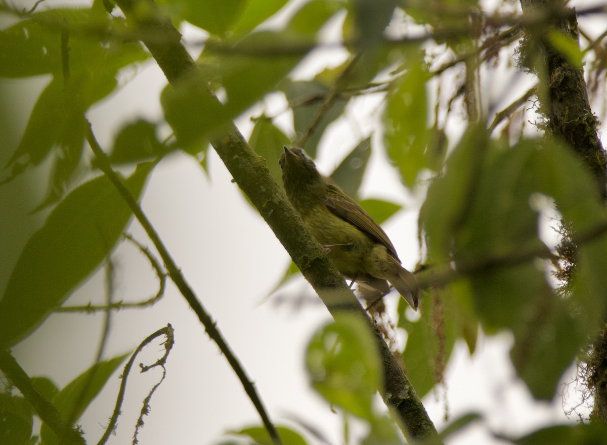 Streak-necked Flycatcher - ML635380836