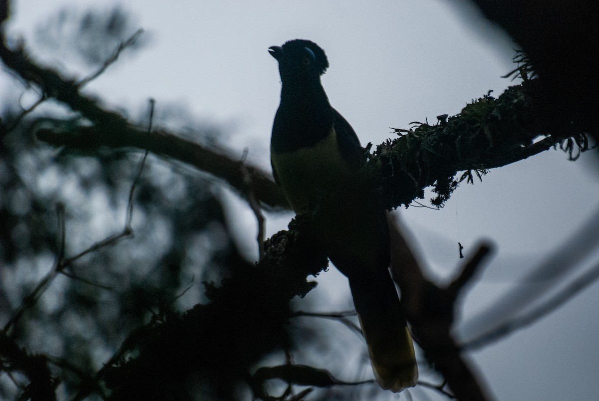 Plush-crested Jay - ML635380843