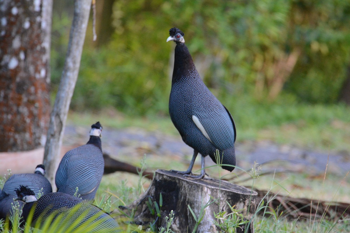 Southern Crested Guineafowl - ML635380855