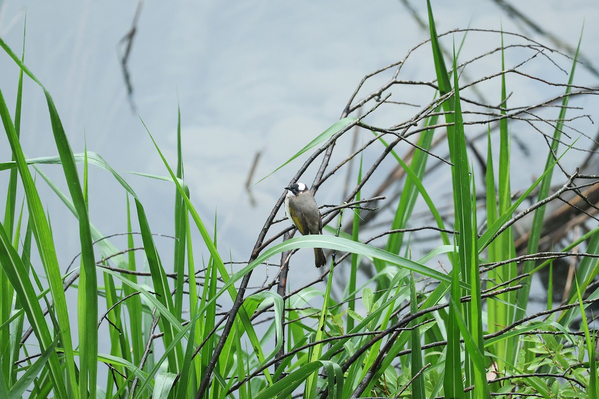 Light-vented Bulbul - ML635380885