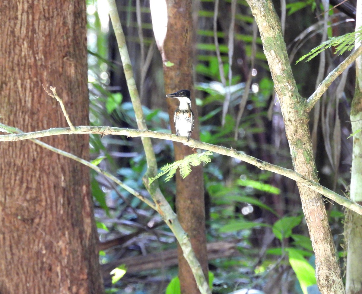 Green Kingfisher - ML635380896