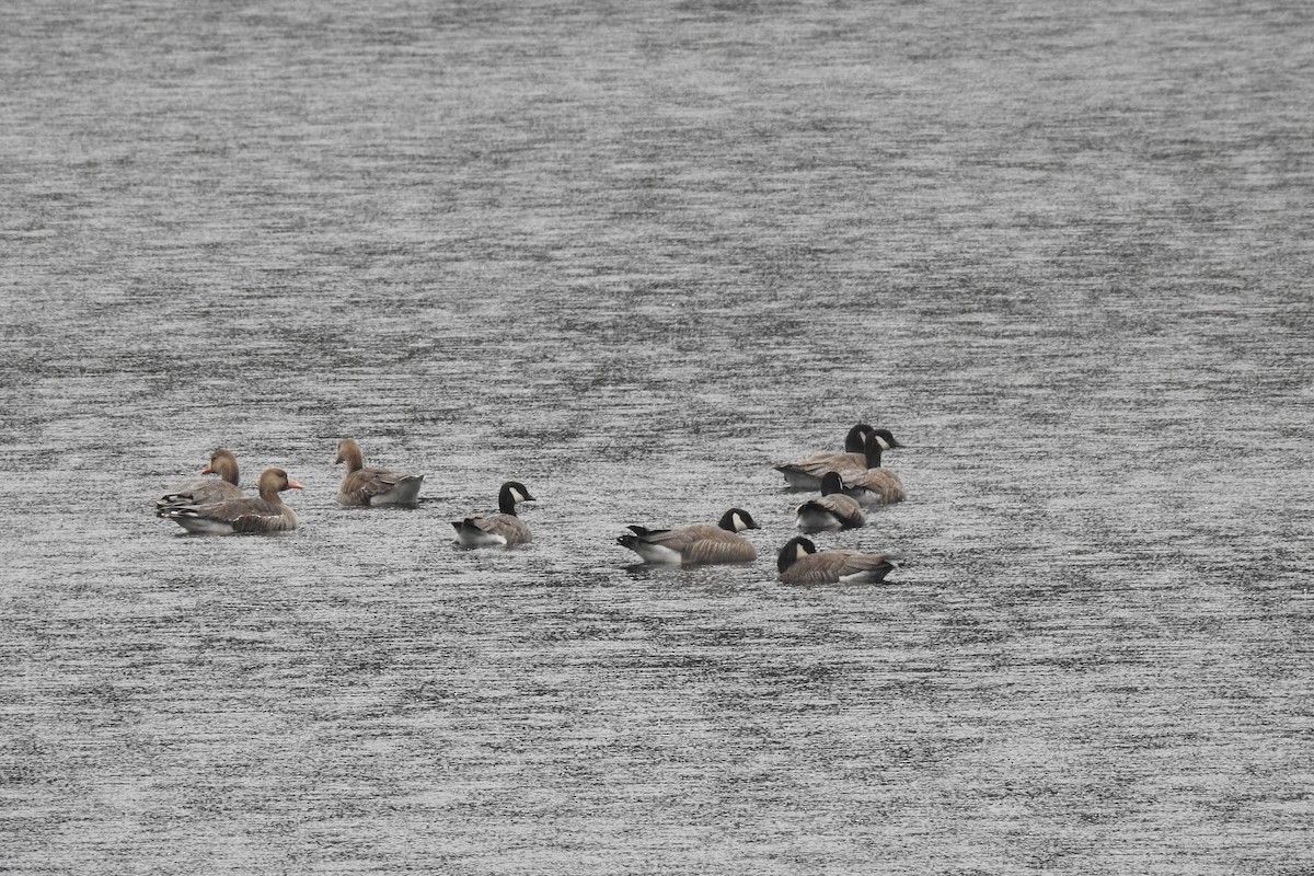 Cackling Goose (minima) - ML635380916